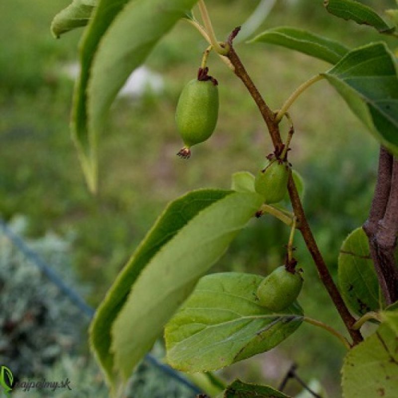 Actinidia Arguta, Aktinídia (mini kiwi) ´ISSAI´, kont. C10L, výška: 175-200 cm (-26°C)